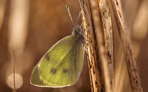 Лучшие друзья девушек это бриллианты