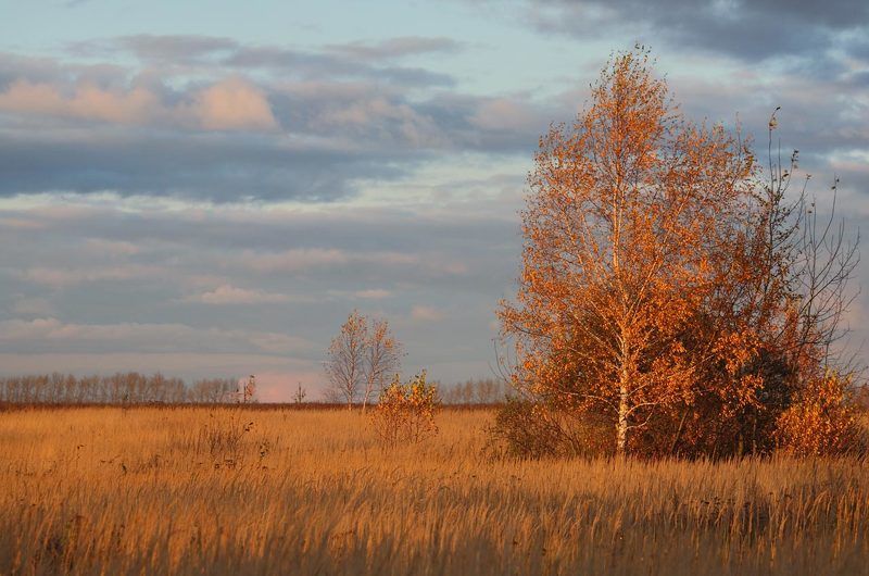 октябрь, поле, березки, тульские, просторы, закат, 5d, 100-300мм Октябрь, в поле на закате фото превью