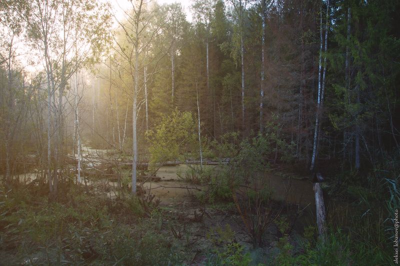любимский район, ярославская область Бобровьи дела фото превью
