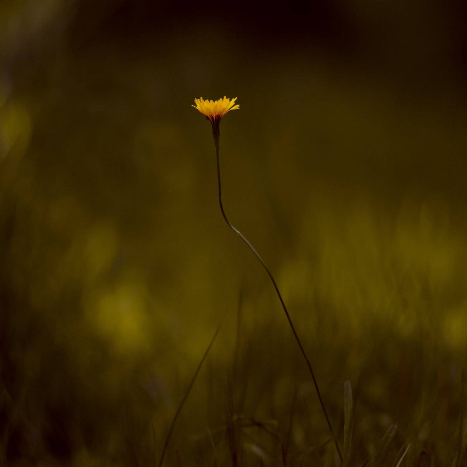 осень, природа, беларусь, лес, Sixten ( Сергей )