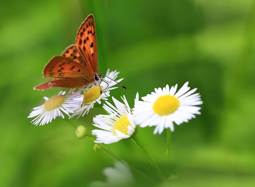 Бабочка,"Червонец",насекомые,лето,цветы,поле,луг,солнечно,красота,нектар,пыльца ,хоботок,Крылья., Виктор Шнайдер