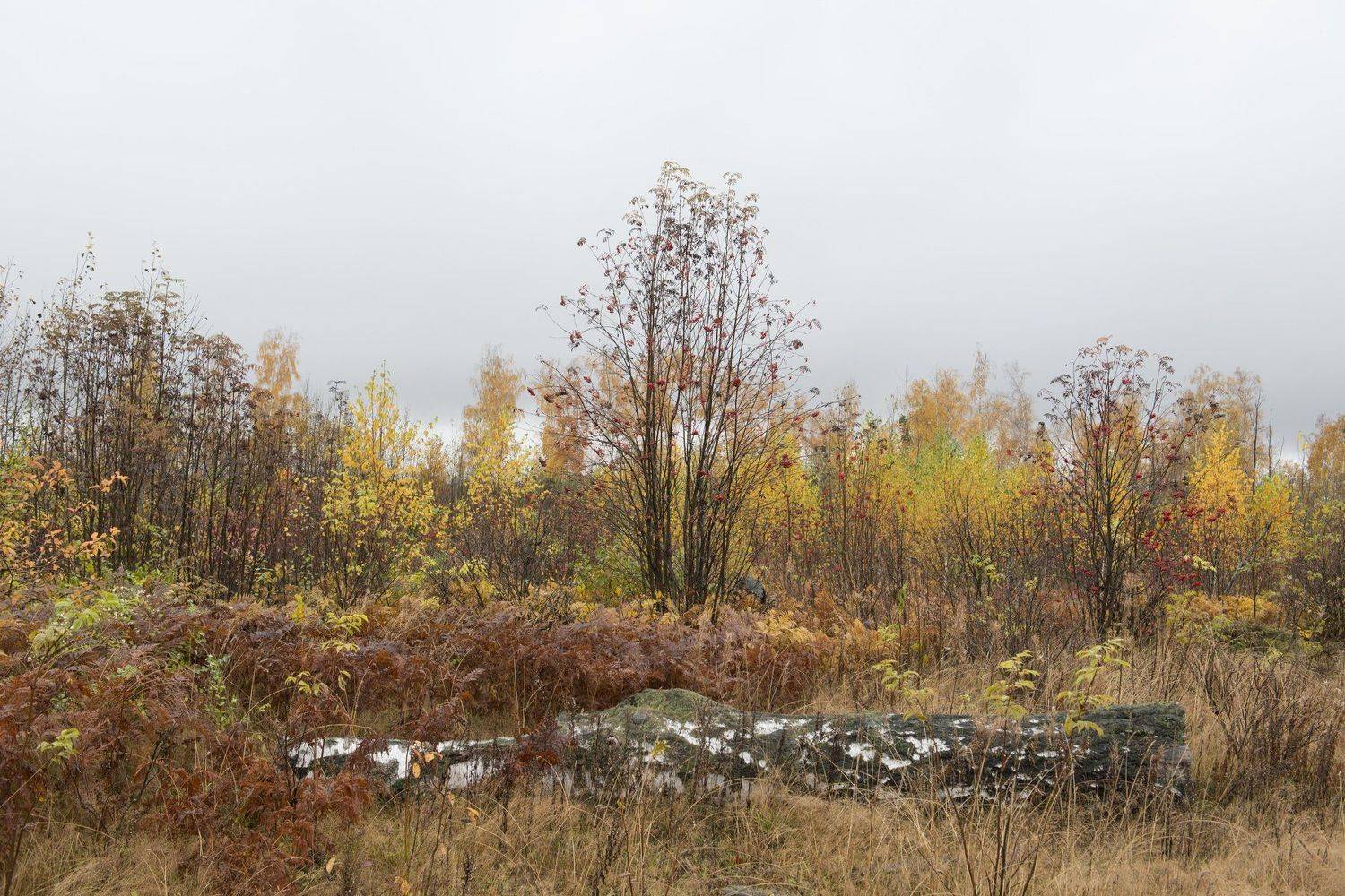 углич, Ирина