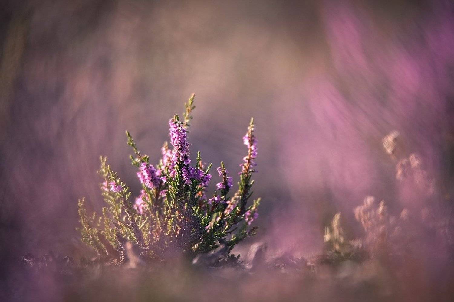 , Вячеслав Мищенко