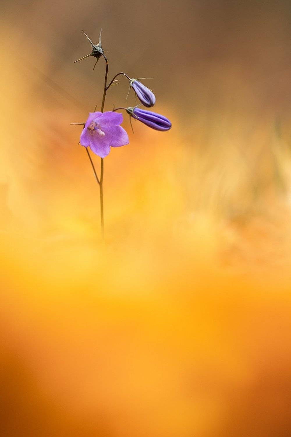 цветы,цветок,макро,растения,природа,осень,листопад,листья,желтый, Александр Иванов