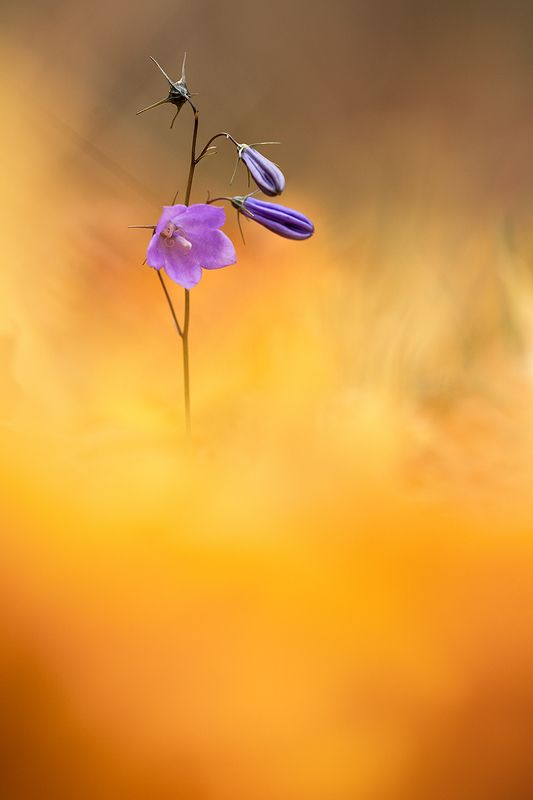 цветы,цветок,макро,растения,природа,осень,листопад,листья,желтый Сквозь осень фото превью