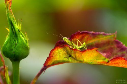 Крошка богомол
