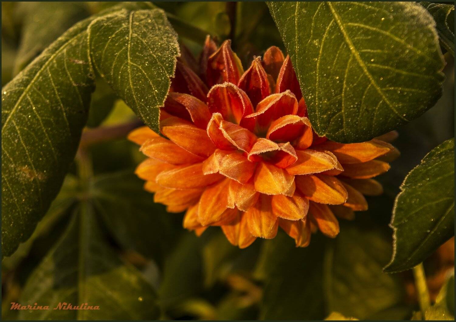 , Марина Никулина