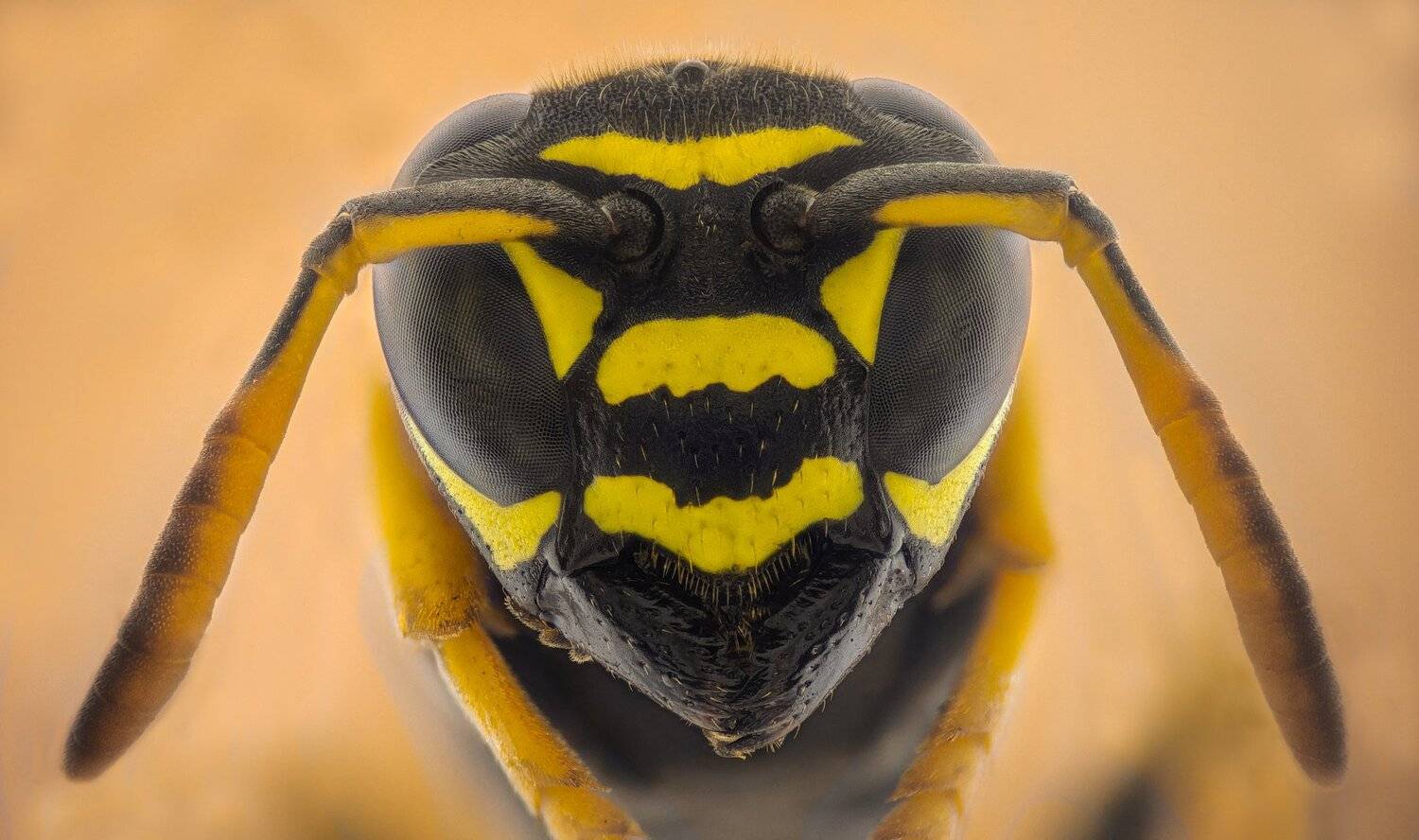 Автор: Tsvetan Ganev ceclii,macro,lgg4, extrememacro, макро, Tsvetan Ganev