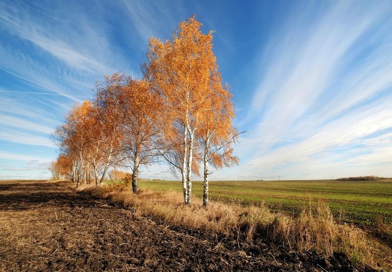 октябрь, поле, березки, тульские, просторы, 14 мм Березоньки фото превью