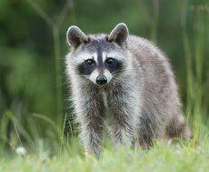 Енот-полоскун - Raccoon
