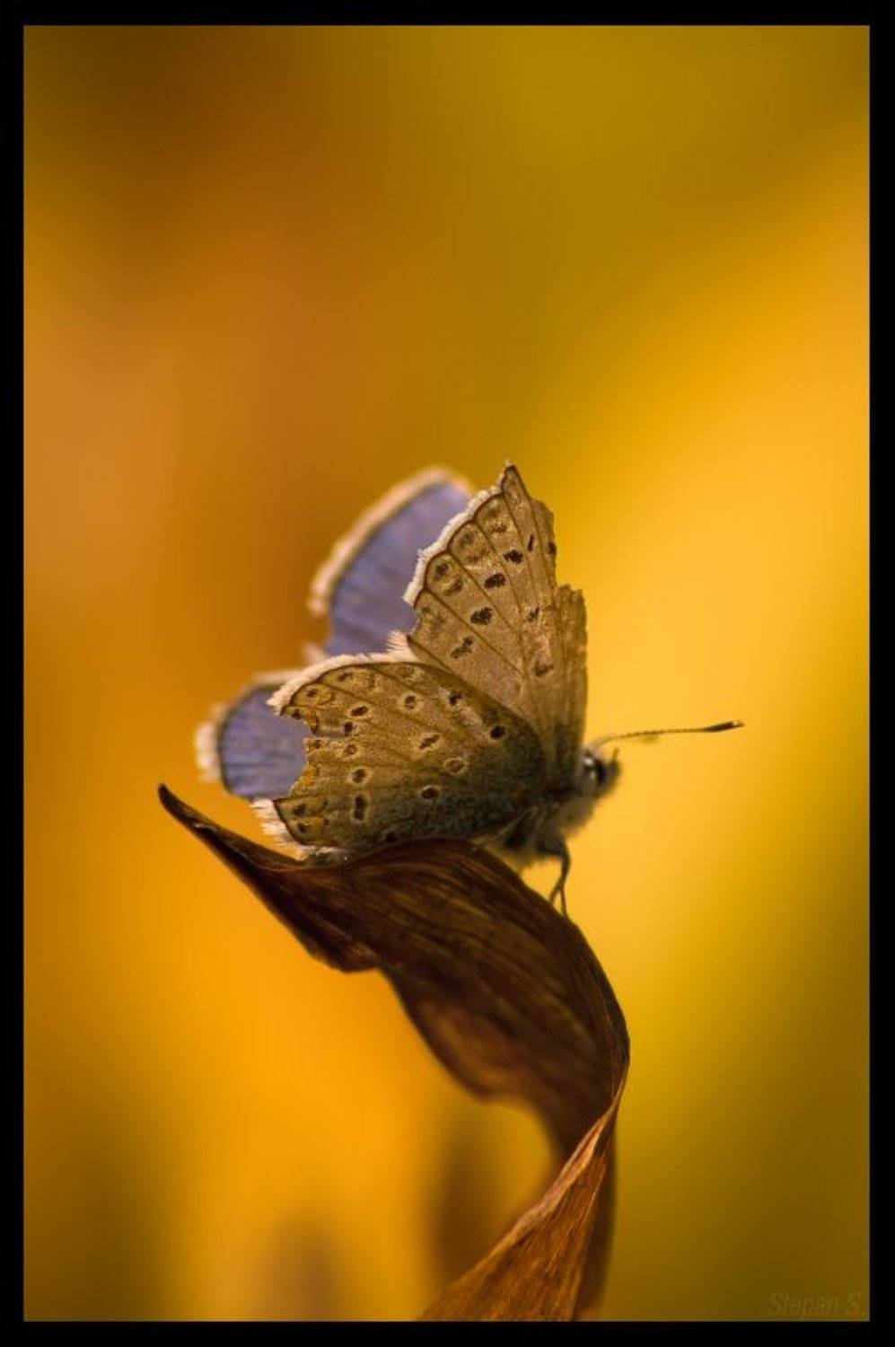 32 бит голубянка последний день, StepanS