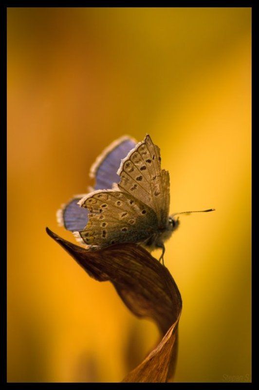 32 бит голубянка последний день Голубянка. Последний день фото превью