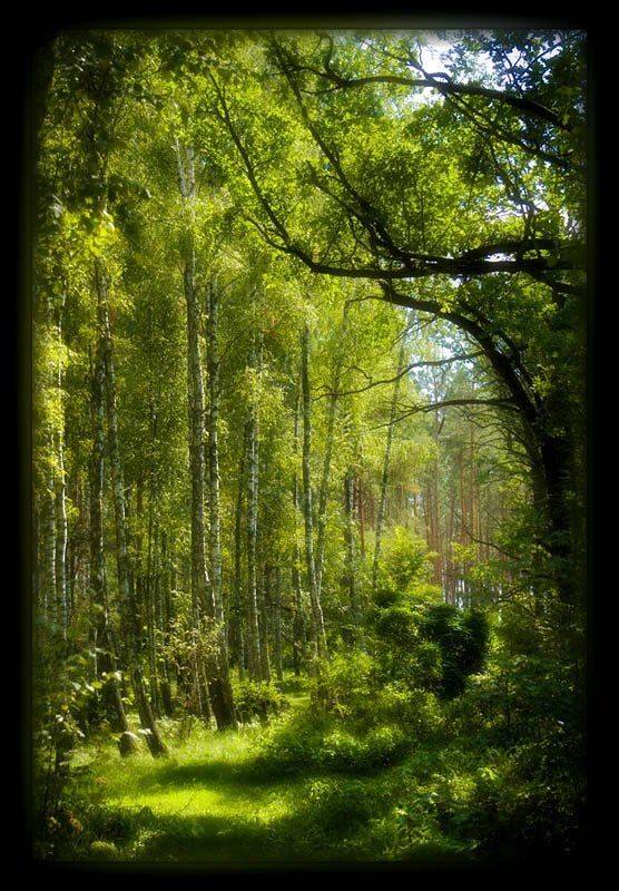 бучанский лес, Sound Wave