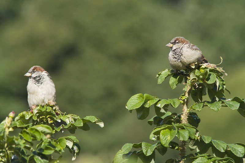 воробей Ну где там наши? фото превью