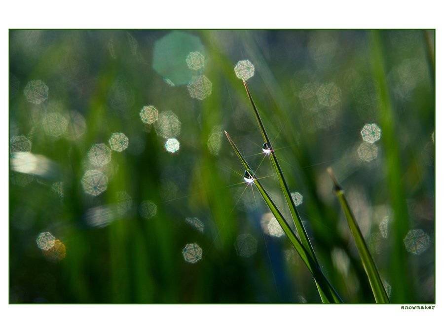 чукотка, лаврентия, трава, роса, звездочки, раннее утро, chukotka, snowmaker, snowmaker