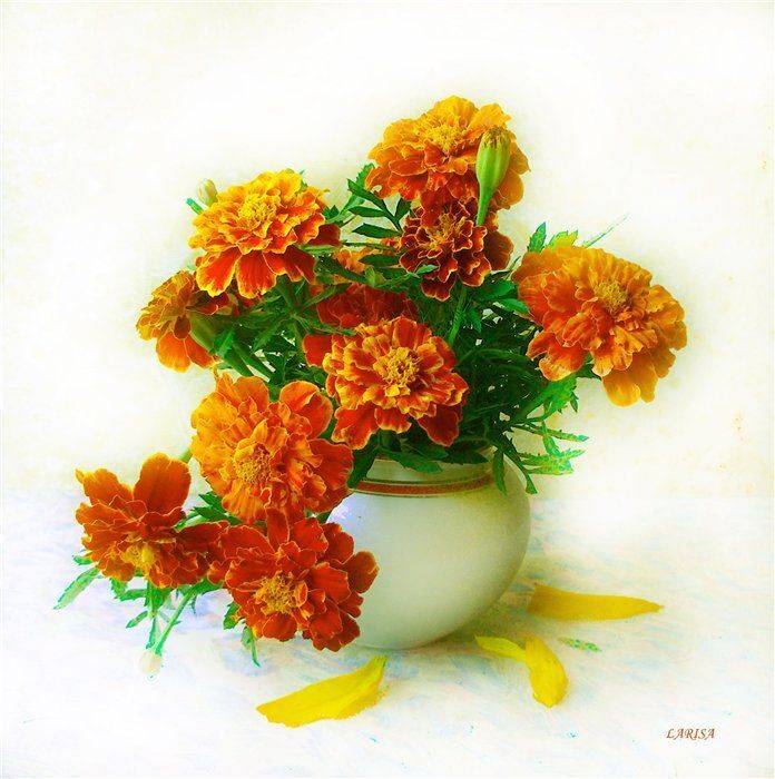 , Лариса Запатрина