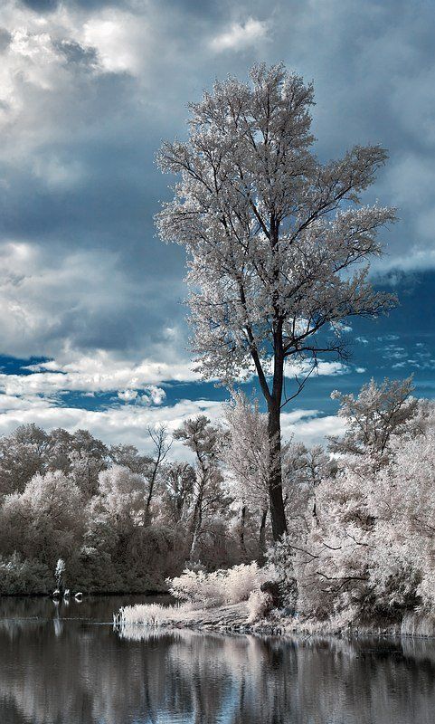 ик, пейзаж, лето предгрозовое, инфракрасное... фото превью
