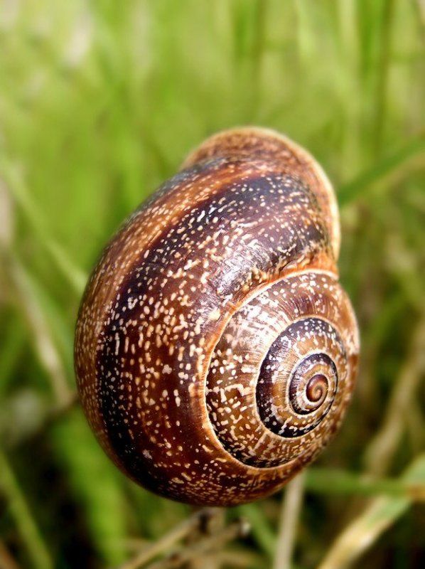 улитка,природа,испания,макро,путешествия Без Фудзи фото превью