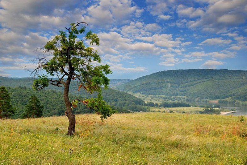 Волжская сакура фото превью