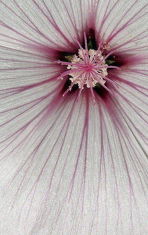 утренняя звезда, Александр Абалихин