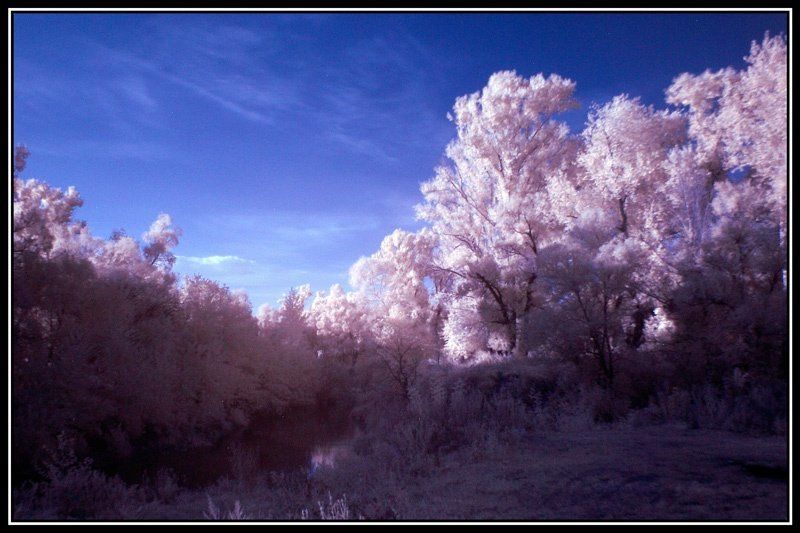 инфракрасный Там на неведомых дорожках следы невиданных зверей... фото превью