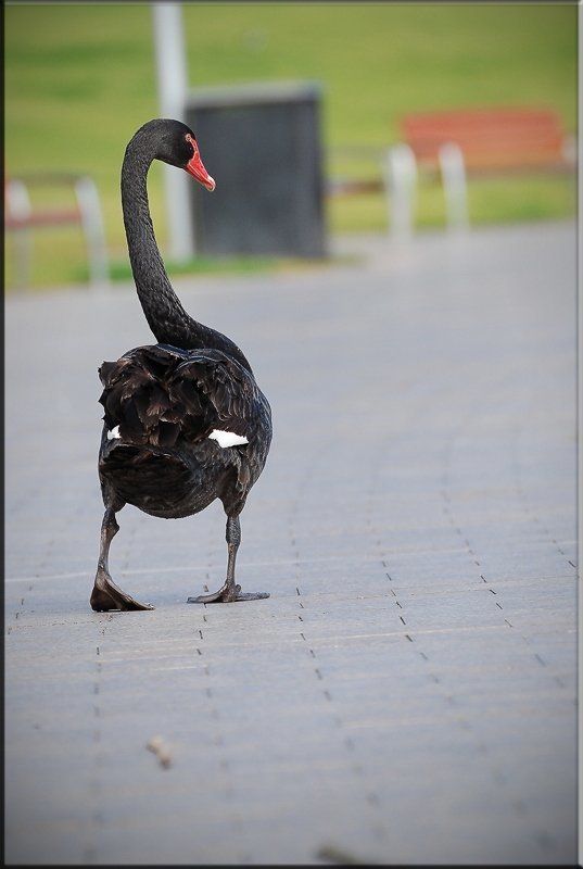 лебедь,аделаида,австралия,прогулка Подумаешь что снизу гусь гусем ,зато я сверху черный лебедь!!! фото превью
