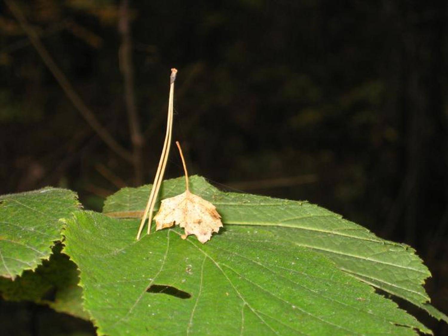 макро, дама, кавалер, Алёна