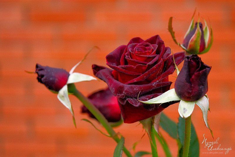 черная,роза Черная роза ....(далее известно) фото превью