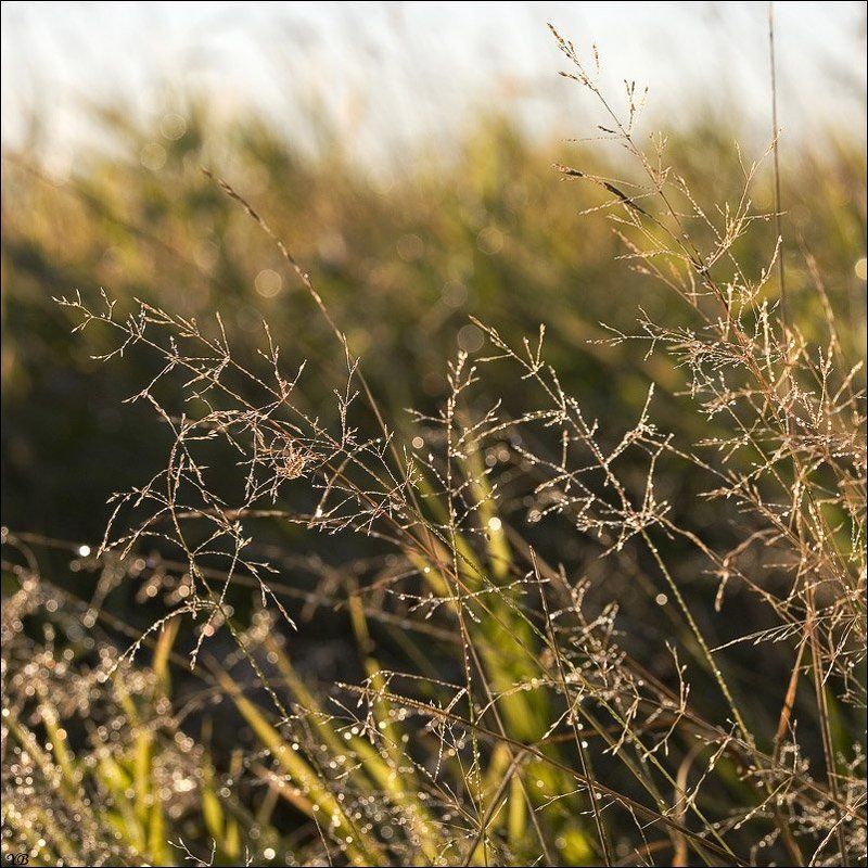 утро, роса, травинки и росинки фото превью