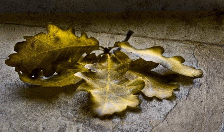 , Дмитрий Милосердов