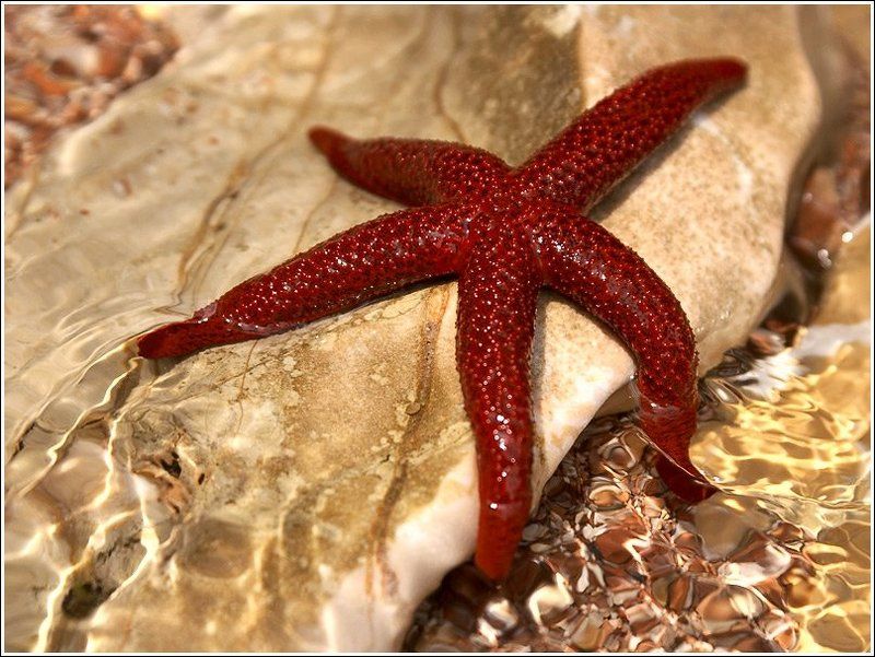 морская звезда *** фото превью