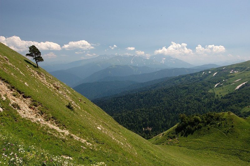 горы, дерево, гкх, адыгея *** фото превью