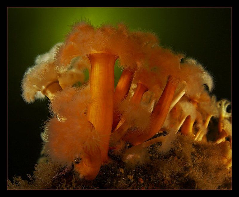 актинии белого моря Беломорские цветы фото превью