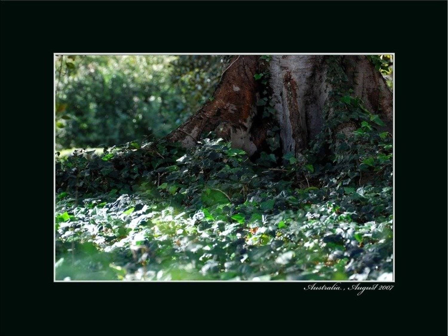 дерево.австралия, Gela