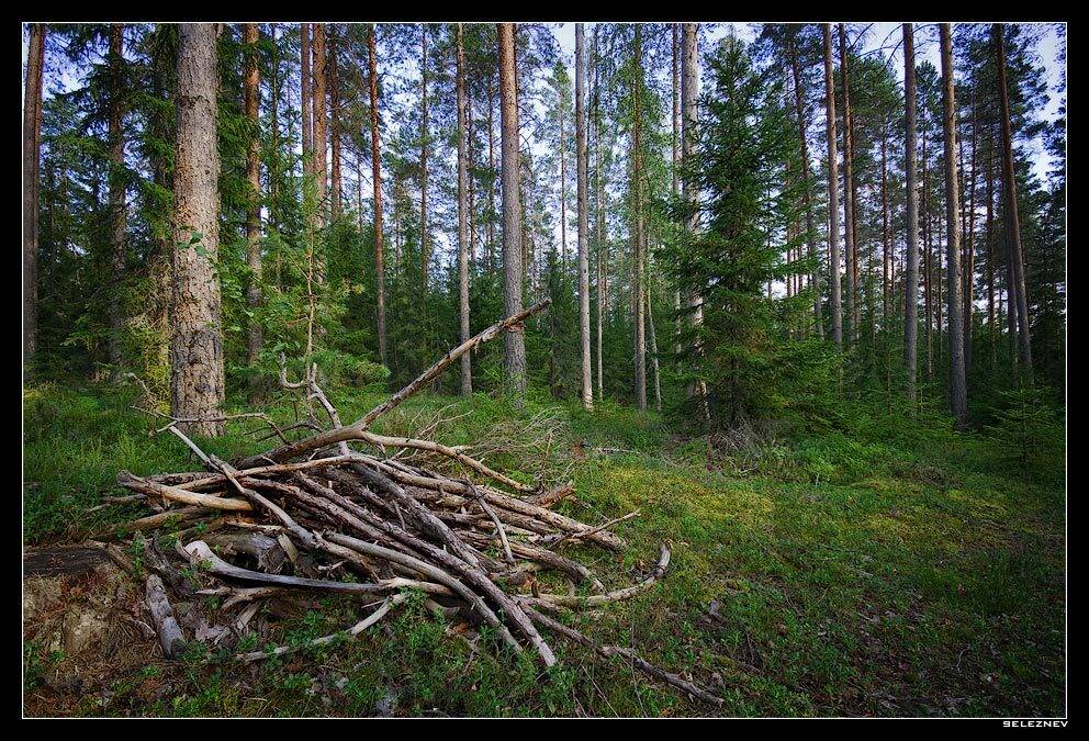 лес густой, seleznev
