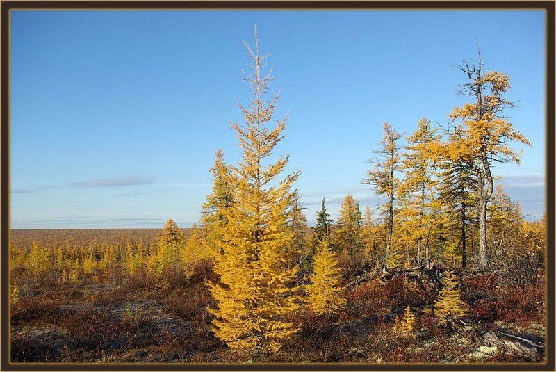 тайга,осень,якутия Таёжная осень фото превью