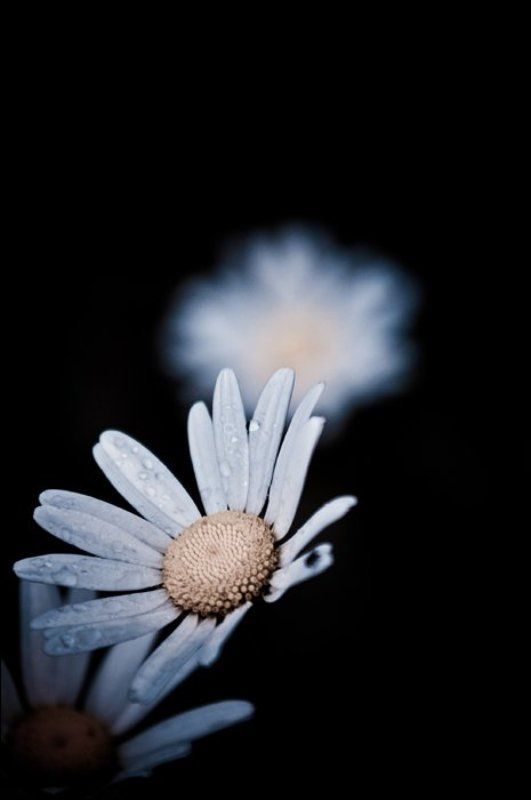 * * * фото превью