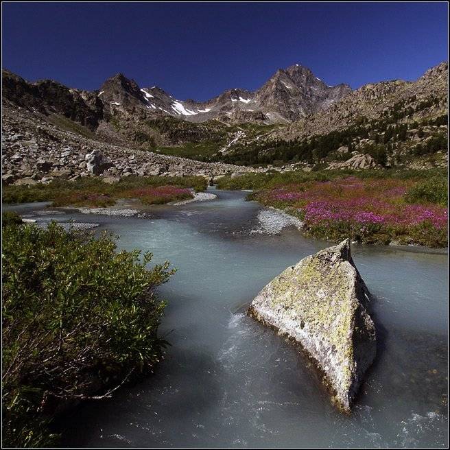алтай, горы, горный алтай, дарашколь, верховья, река, цветы, аня графова, Аня Графова