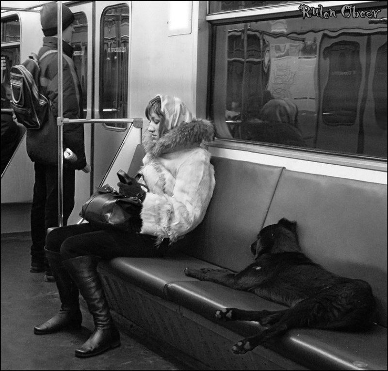 Жизнь собачья фото превью