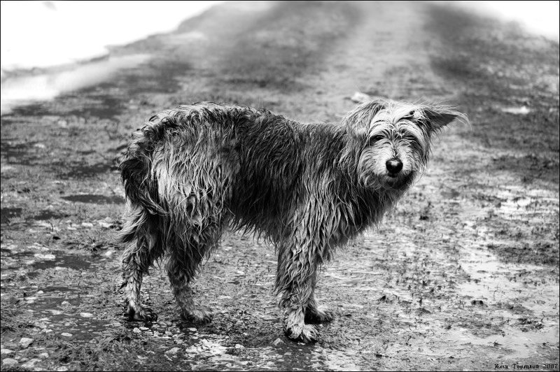 собака Один миг из жизни Джека-Дворняги фото превью