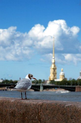 Питер