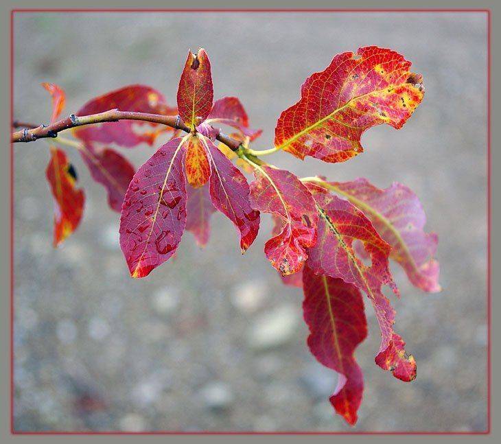 ветка,верба,осень, Солодухин Виктор