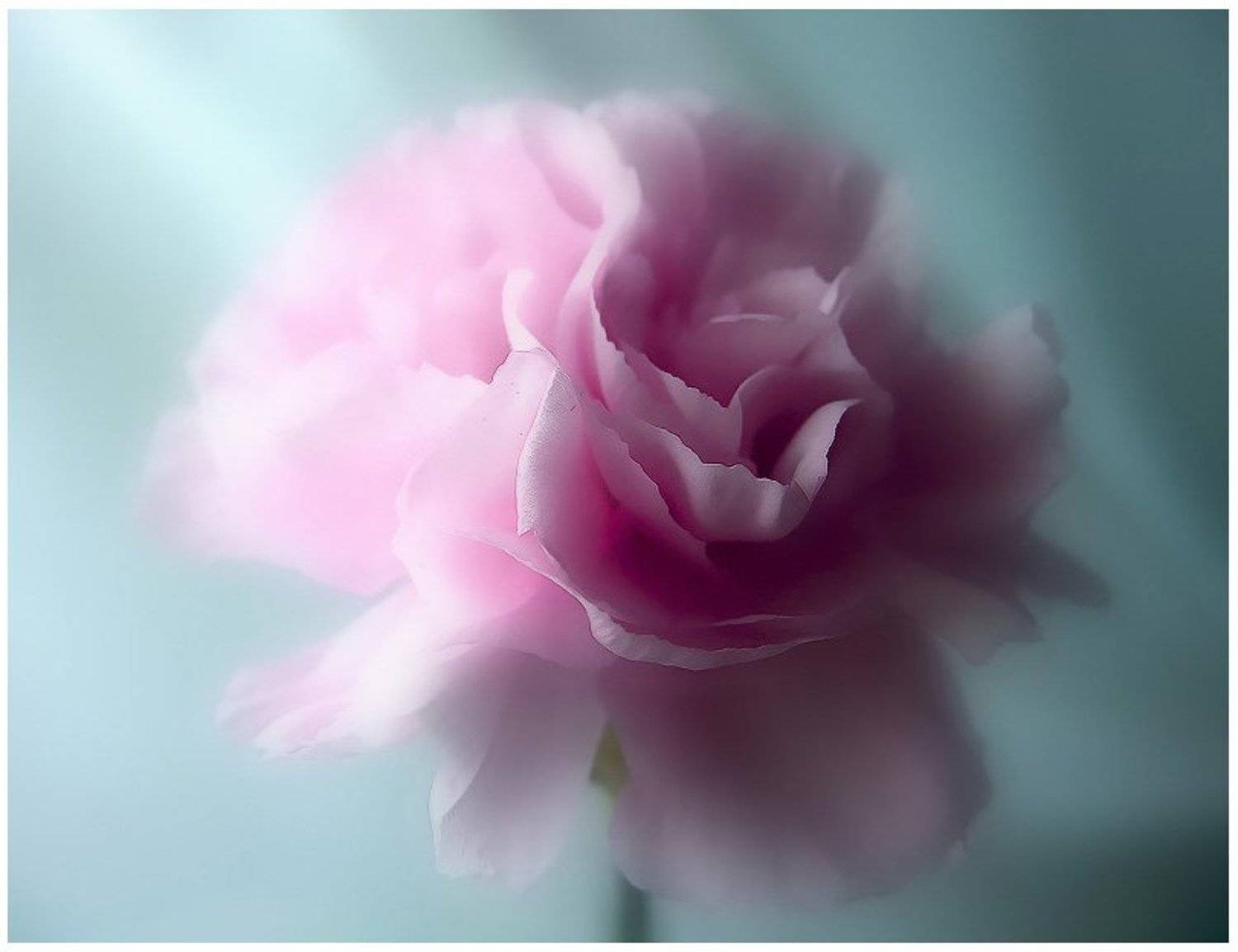 гвоздика, JezeBel