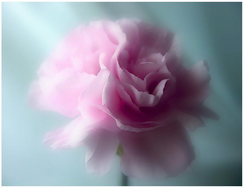 гвоздика Нежная фото превью