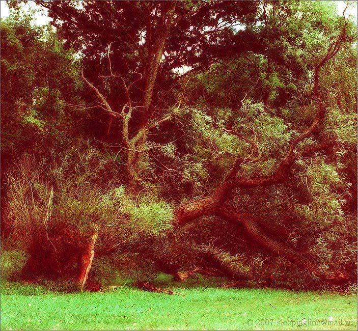 пейзаж, пленка, средний формат, pilgrim, Pilgrim