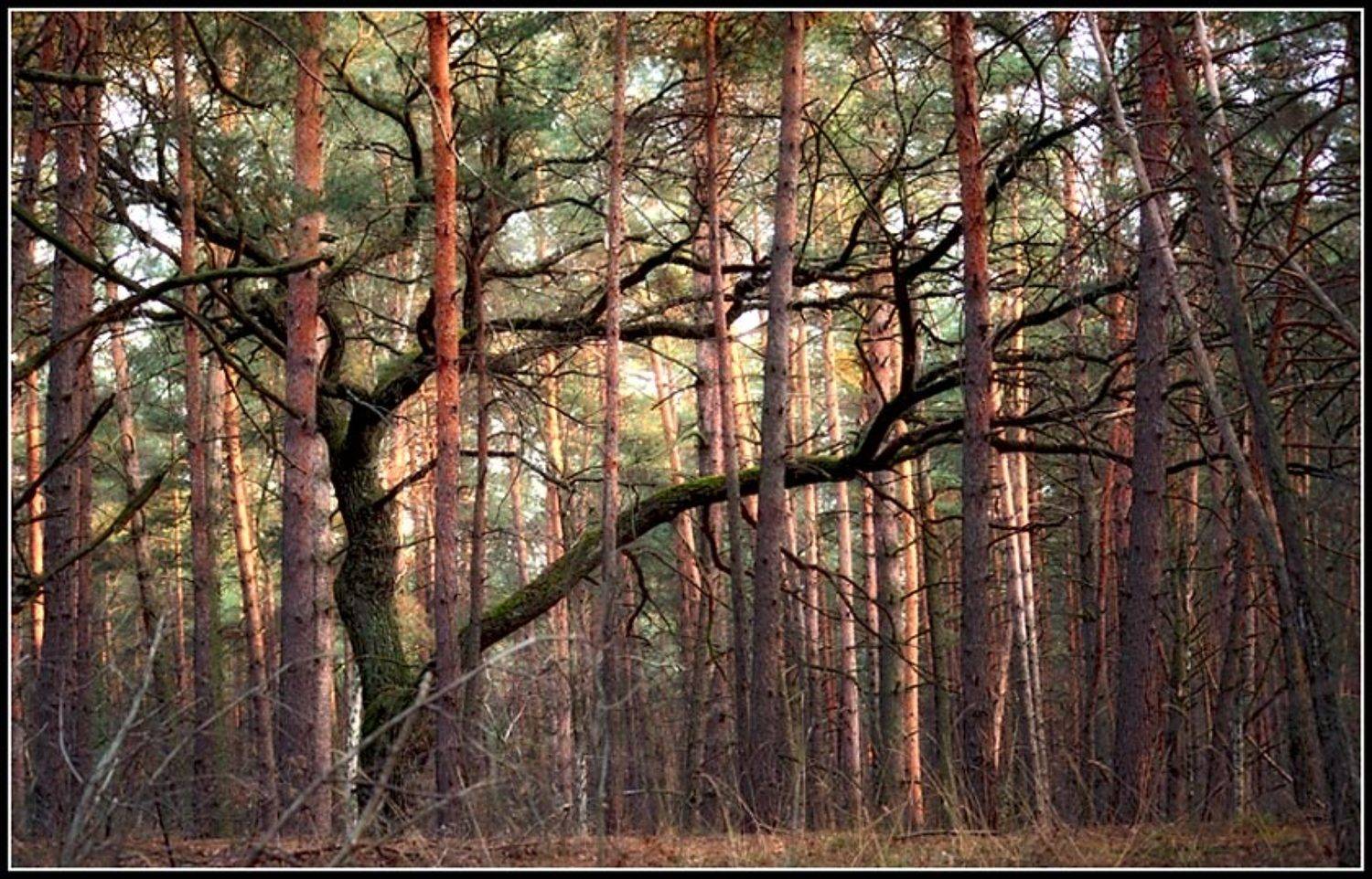 дуб, сосны, лес, NikOff (Юрий Руднев)