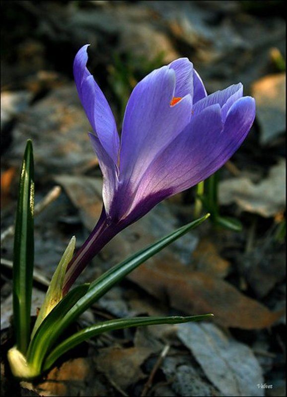 крокус, май  фото превью