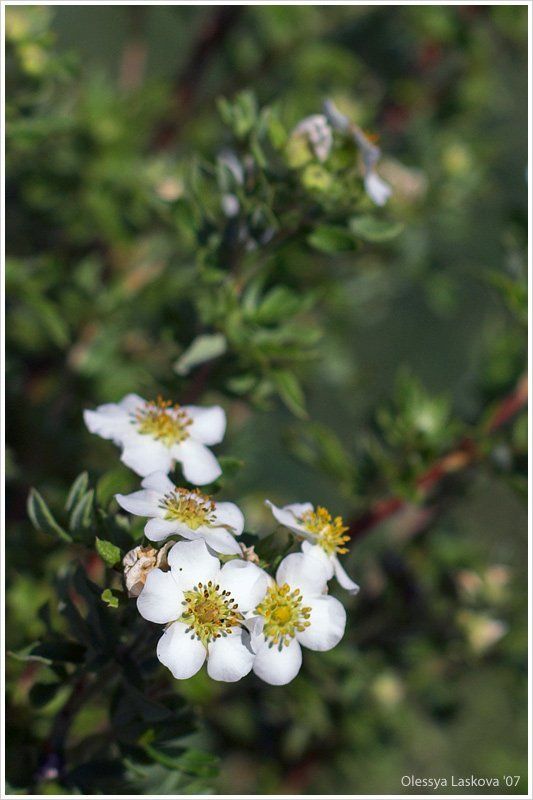 ** фото превью