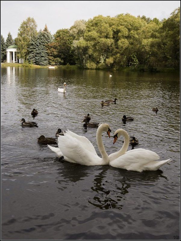 лебеди, любовь, осень I LOVE YOU фото превью