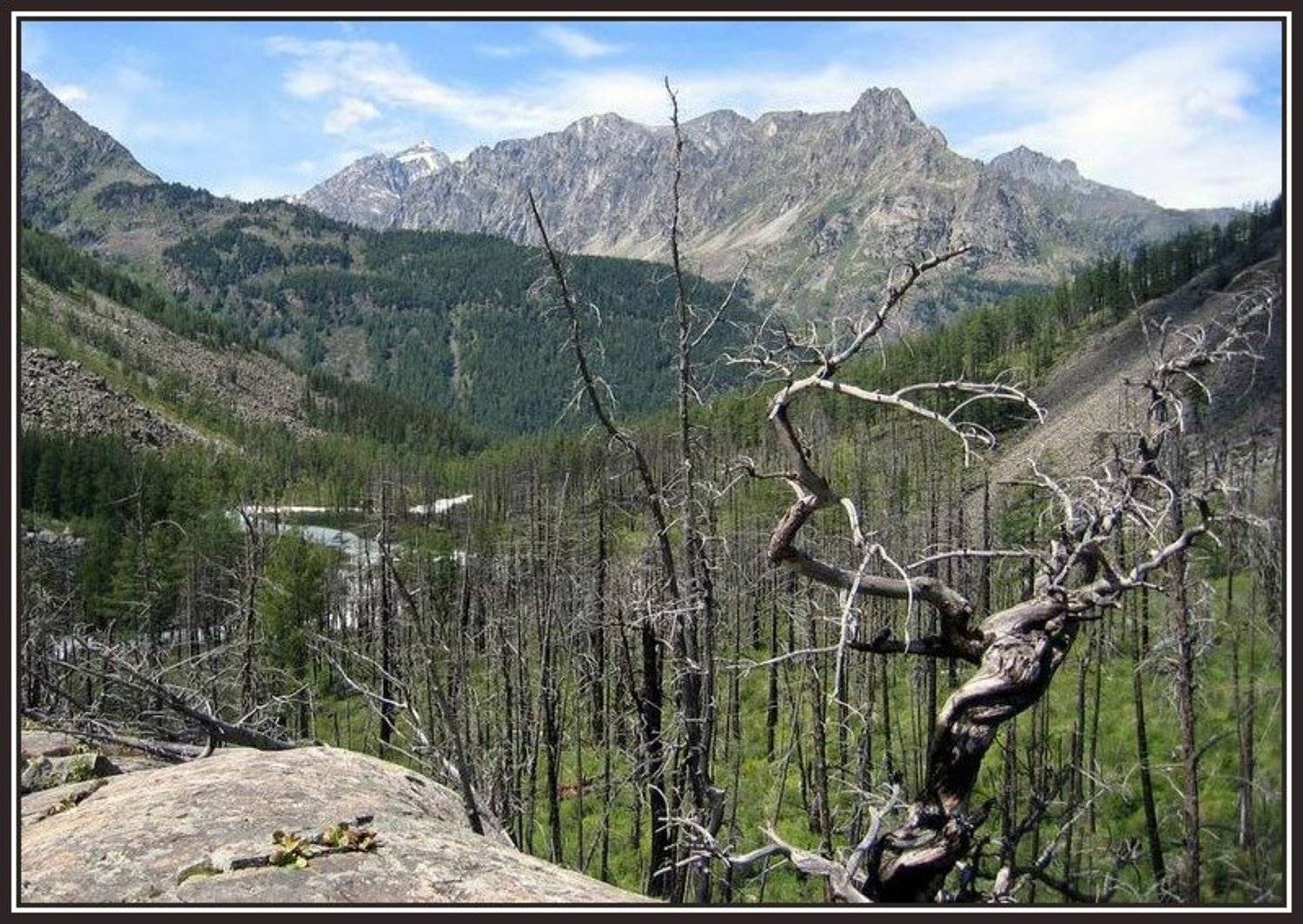 алтай, горы, камни, дерево, Алёна